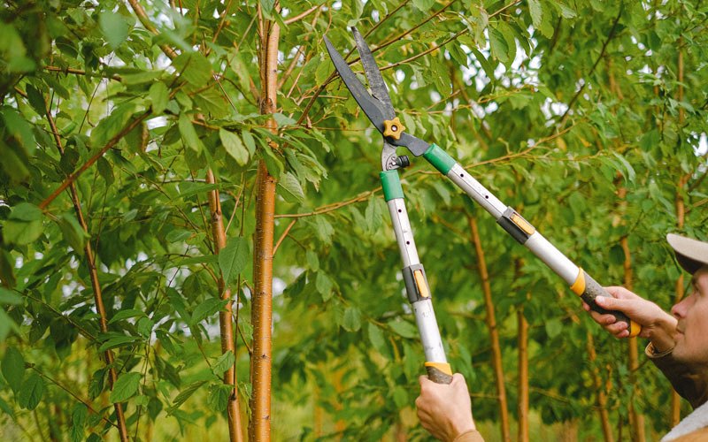 Tree trimming in Gillett Grove, IA